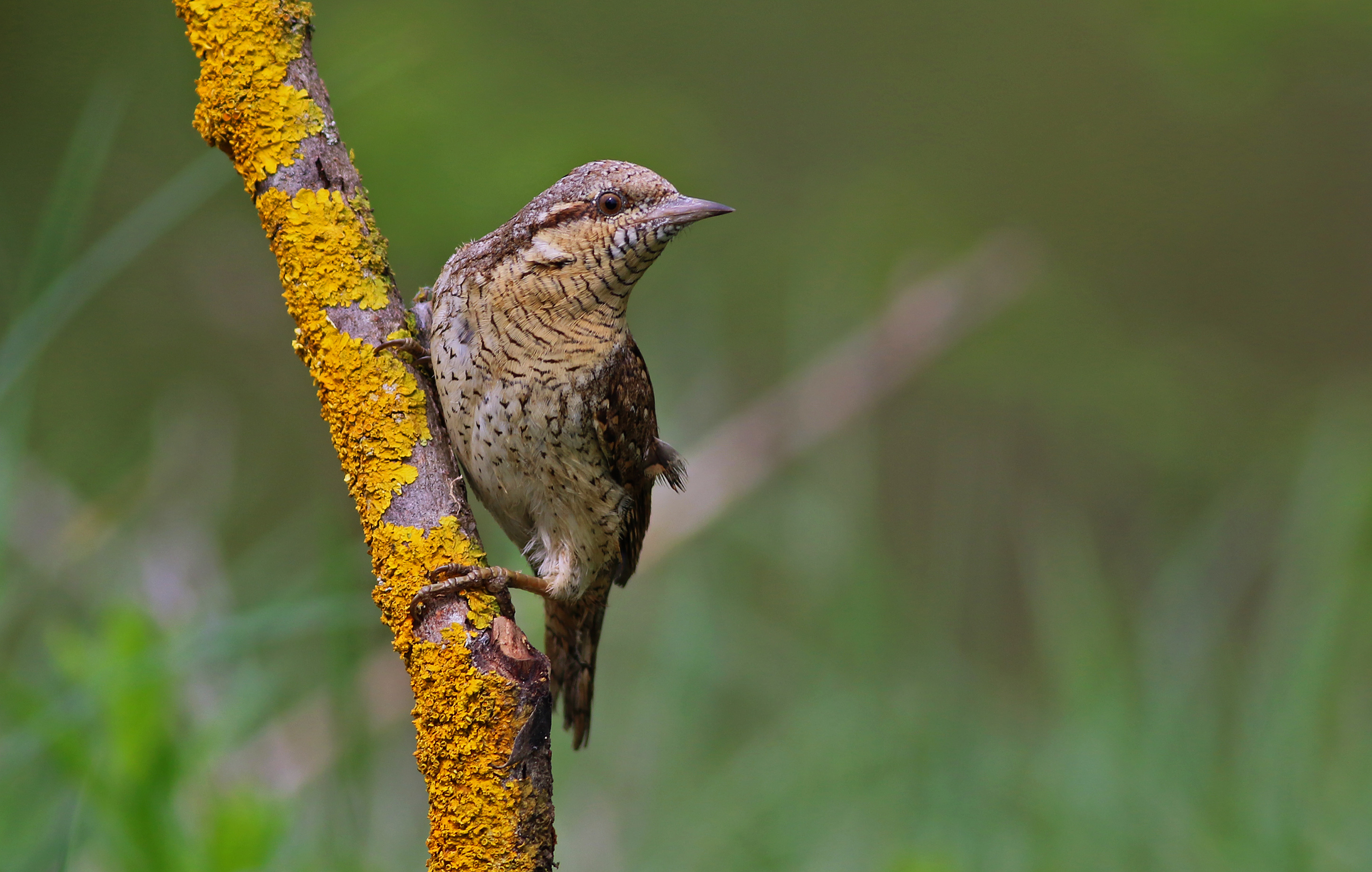 Eurasian Wryneck